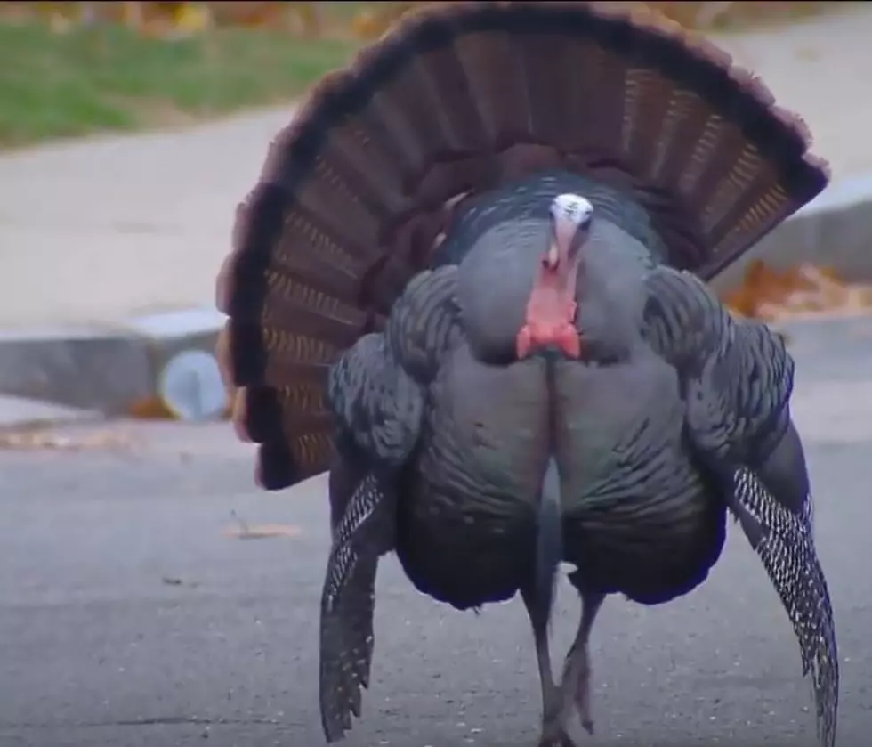 Oscar The Grouch-y Turkey On The Loose In Boston