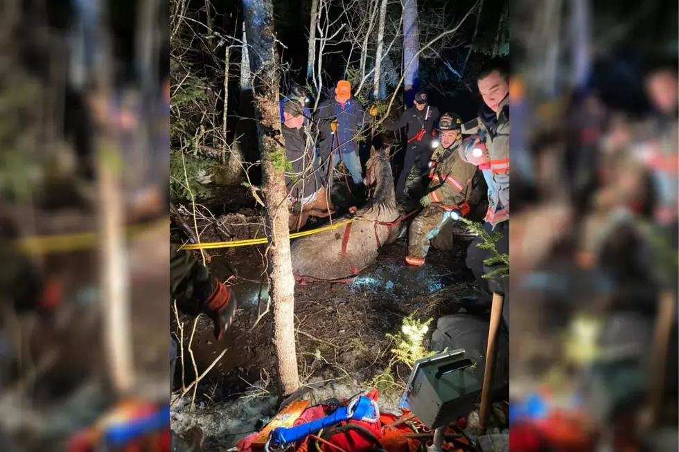 Multiple Fire and Rescue Crews Band Together to Save New Hampshire Horse Stuck in the Mud