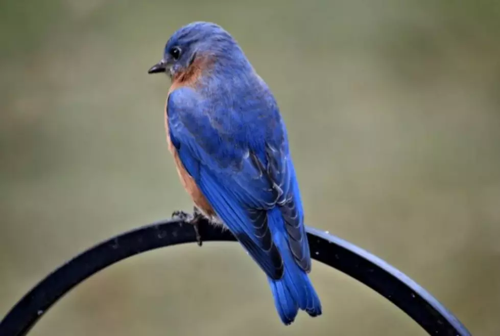 Majestic Bluebirds Have Been Spotted All Over Southern New Hampshire