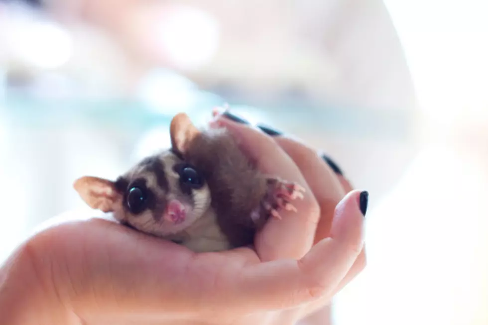Cute New England Sugar Gliders Need a Loving Home for the Holidays