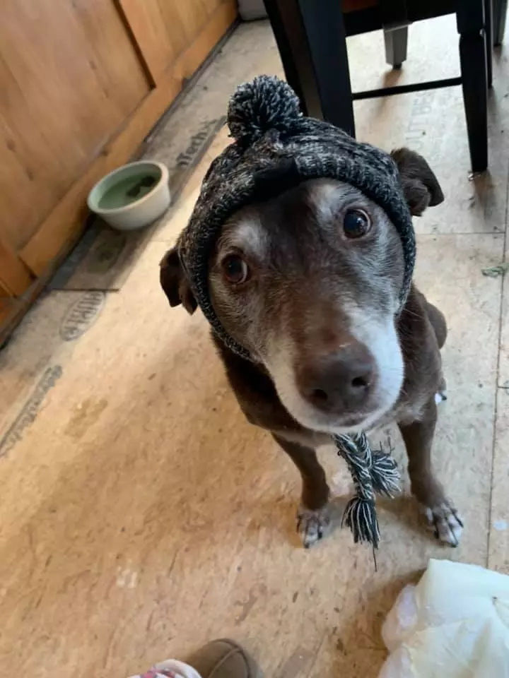 Aroostook dog dresses up to save cats - The County