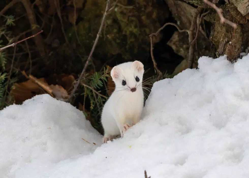 Don’t Be Fooled by This New Hampshire Winter Weasel’s Cute Face
