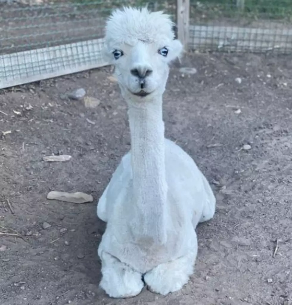 300-Year-Old New England Farm Has an Awesome Animal Area Open Year-Round