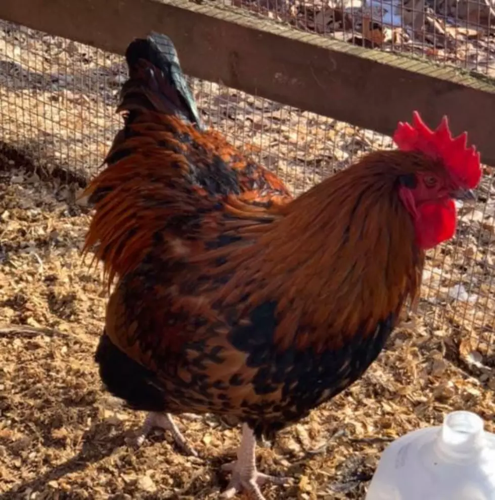 Three Gorgeous Roosters From Barrington, NH, Are Up For Adoption