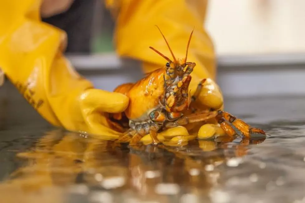 Rare Yellow Lobster Named Banana Caught off Coast of Maine