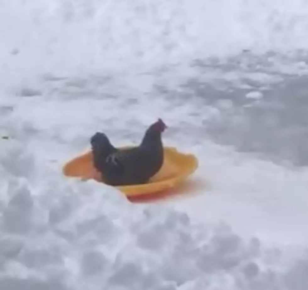 I Dare You Not to Smile While you Watch This Mass Chicken Go Sledding