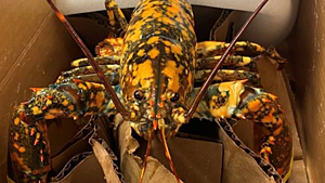 Employee Working at a Hannaford in Maine Finds Rare Calico Lobster