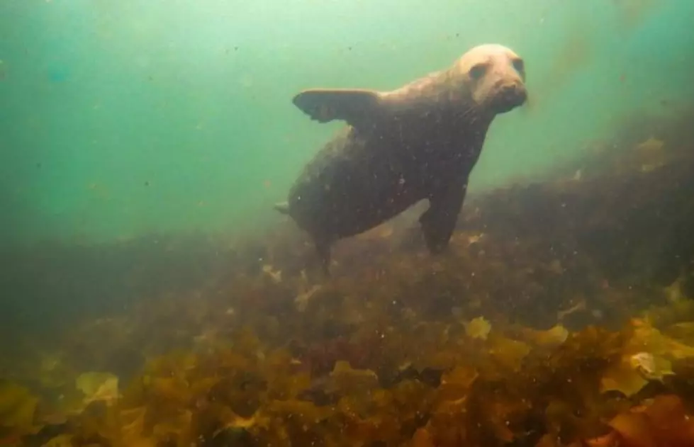 Bond with Seals Underwater in Portsmouth, New Hampshire