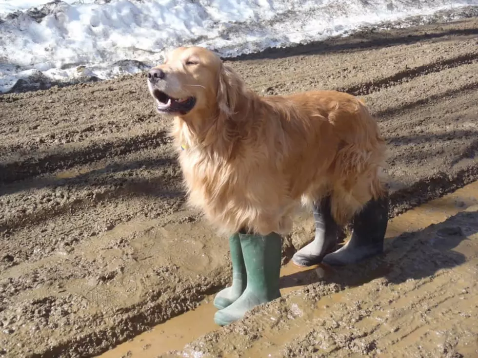 Gabriel the Golden from Canaan, NH, Wants to Remind You it is Mud Season