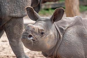 Former Patriot Gronkowski Has Rhino Named After Him