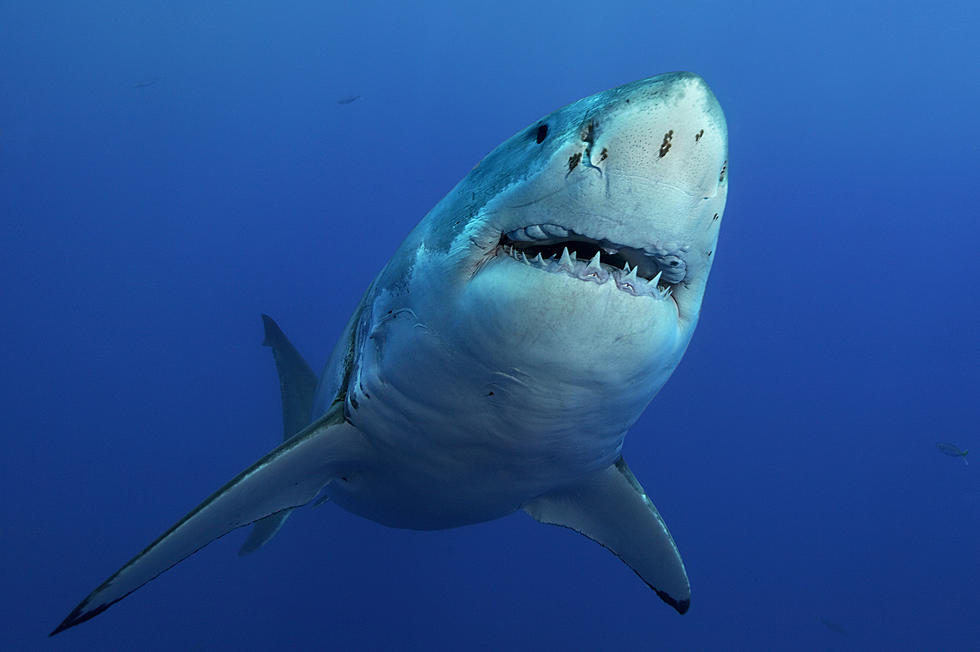 Study Shows Great White Sharks Hang Out Close to Shore on the New England Coastline