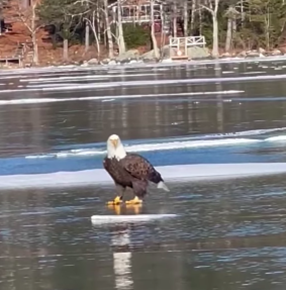 Lake Winnipesaukee Bald Eagle is Olympic Level Ice Skater