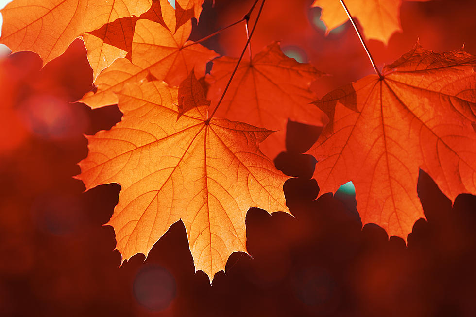 The Largest Sugar Maple is Set to Be Taken Down this Week in NH