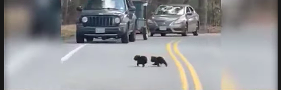 Cute Video of Mama Bear Helping Her Babies Cross the Street in Merrimack