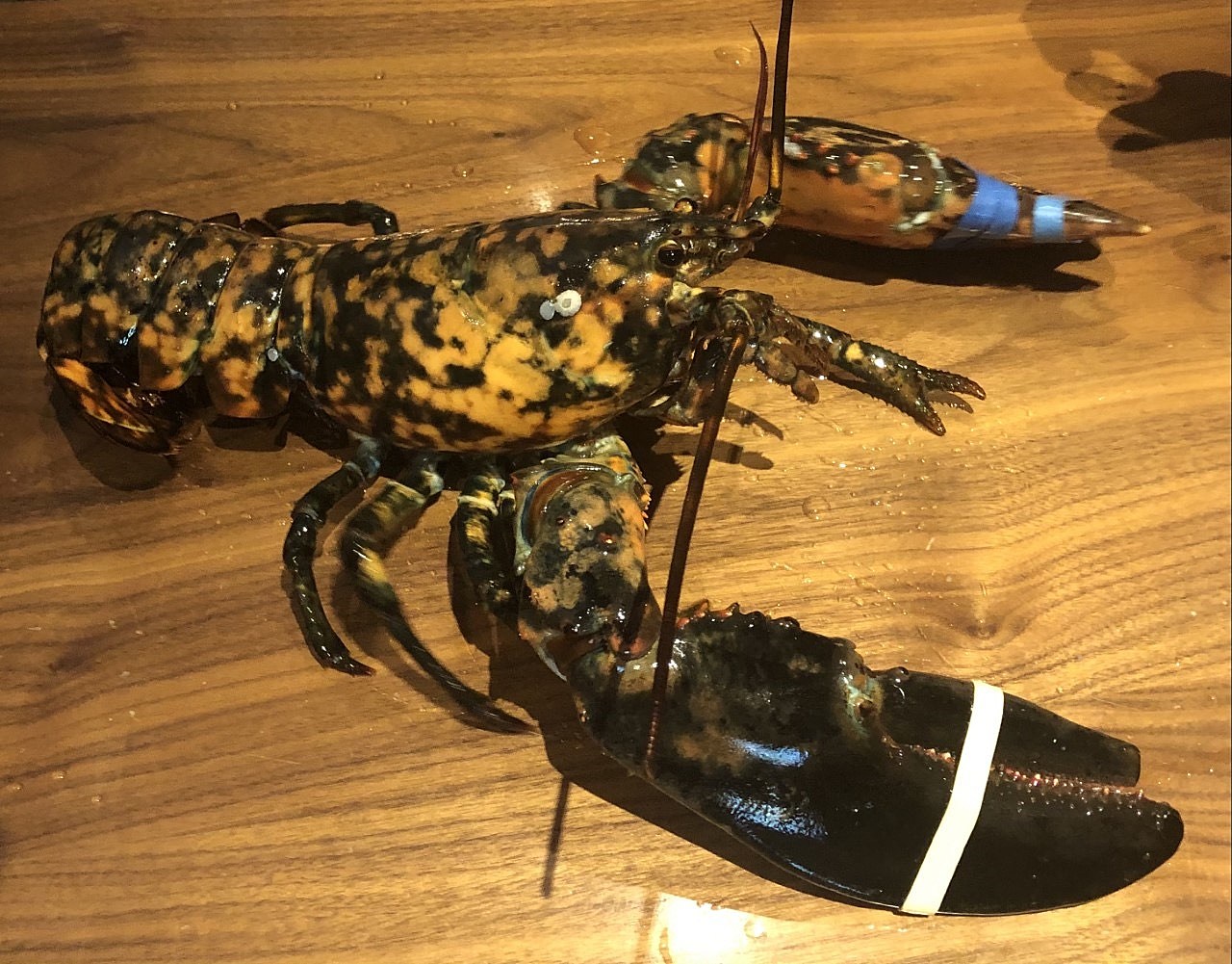 Extremely rare lobster caught in the Gulf of Maine