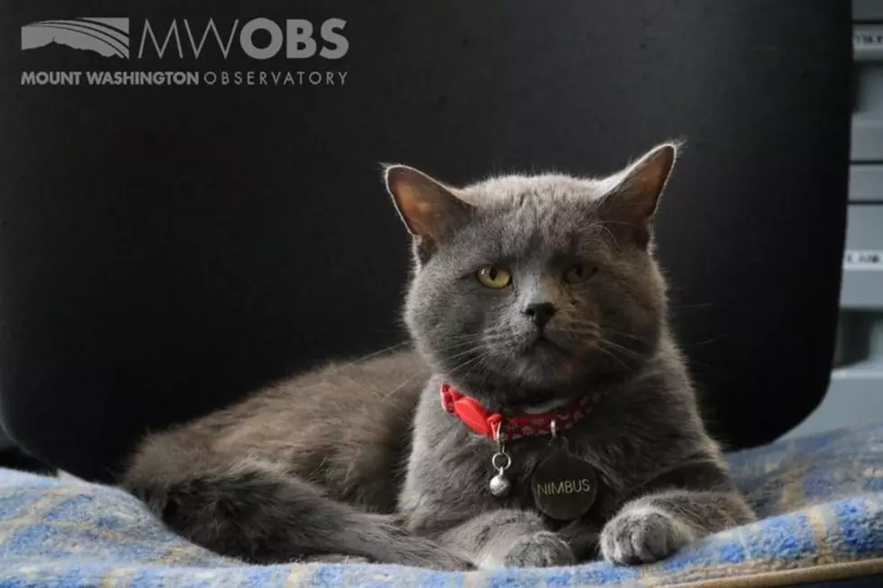 There is a New Beautiful Cat in Charge at Mount Washington Observatory