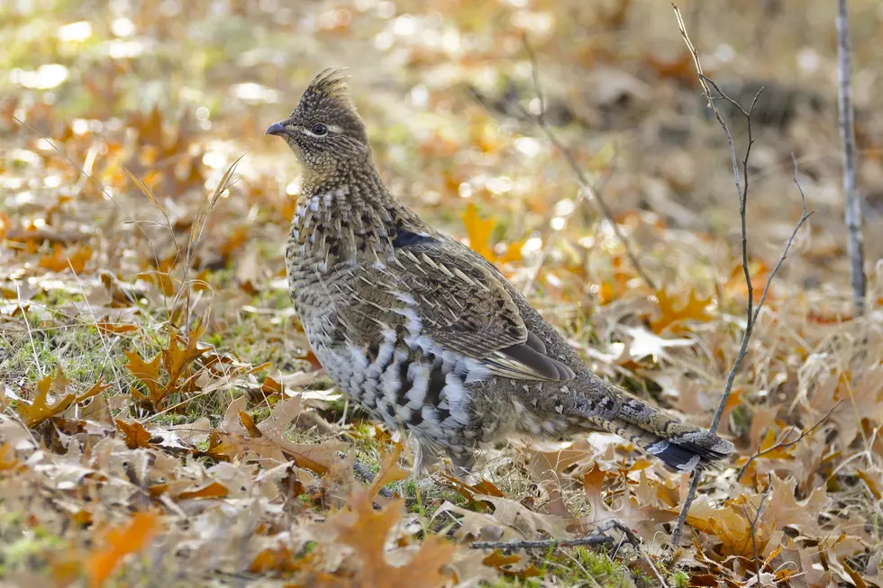 Bizarre But Crazy True Story Local Bird Adopts New Hampshire Man