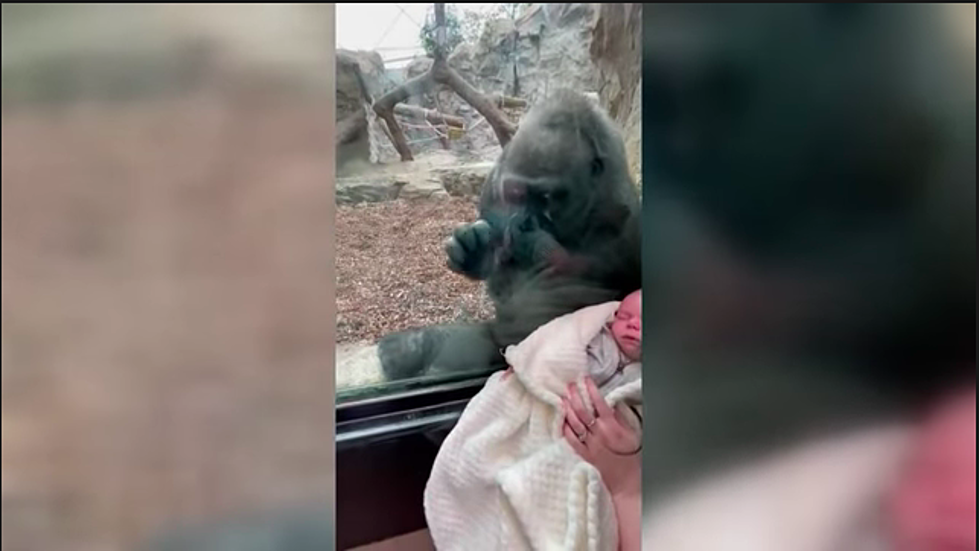 An Amazing Encounter From a Mom From Maine With Another Mother, a Gorilla