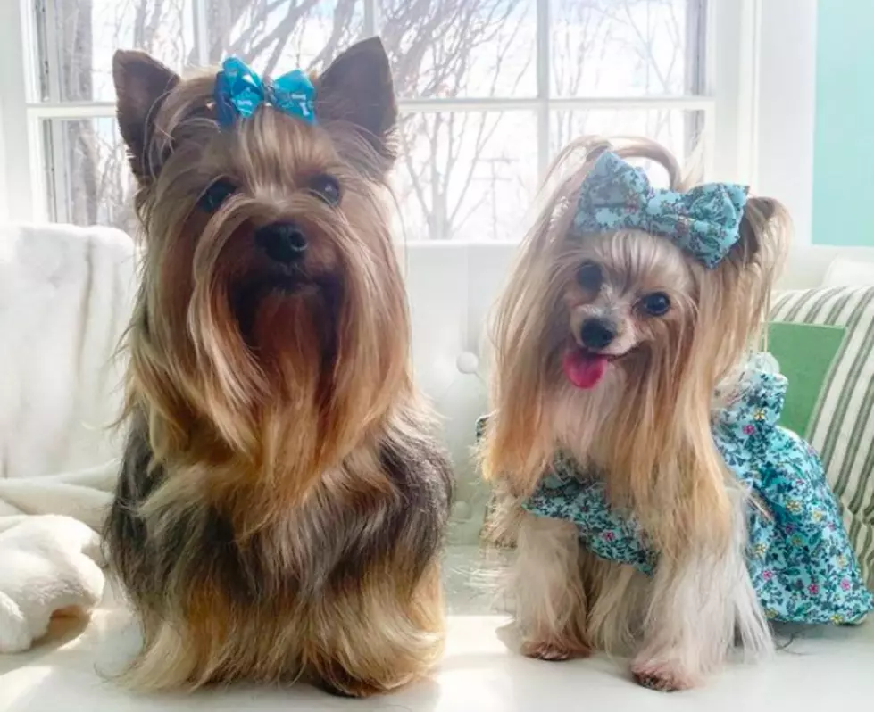 Doggy Looking a Little Scruffy?  Take Them to La Pooch Dog Spa in Rochester