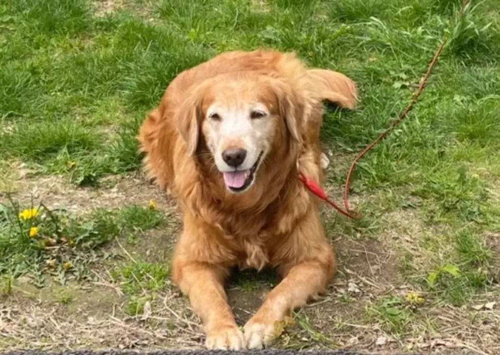 Random Act of Kindness at a Vet’s Office in Dover Reported