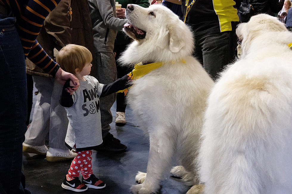 The Westminster Dog Show Is Next Weekend and Features 4 Judges from New Hampshire