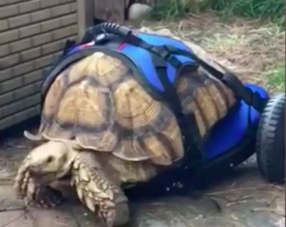 An Amazing Amherst, New Hampshire, Company Builds This Tortoise a Wheelchair