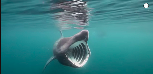great white shark lake michigan