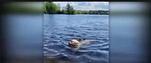 Unbelievable: Watch This Dog Give a Woodchuck a Ride on a New England Lake