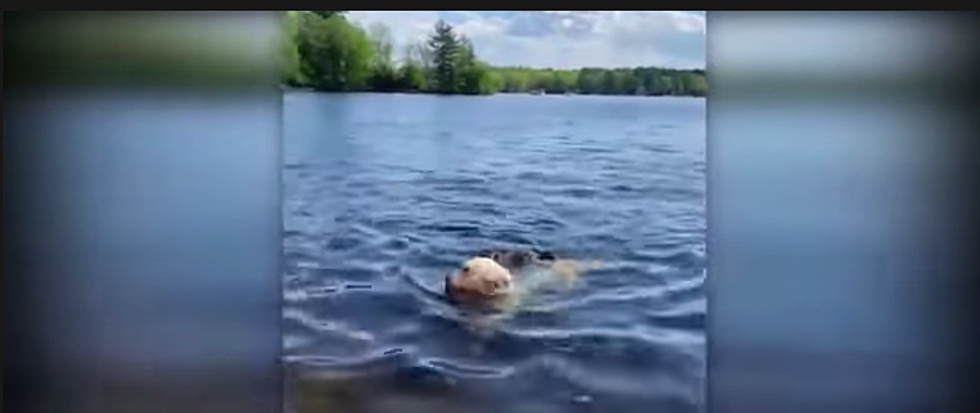 Unbelievable: Watch This Dog Give a Woodchuck a Ride on a New England Lake