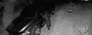 Car Break-ins Attributed to a Bear Thanks to Video in Thornton, New Hampshire