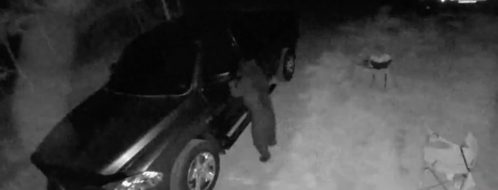 Car Break-ins Attributed to a Bear Thanks to Video in Thornton, New Hampshire