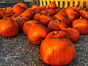 The New Hampshire Pumpkin Festival Is Sadly Canceled Again