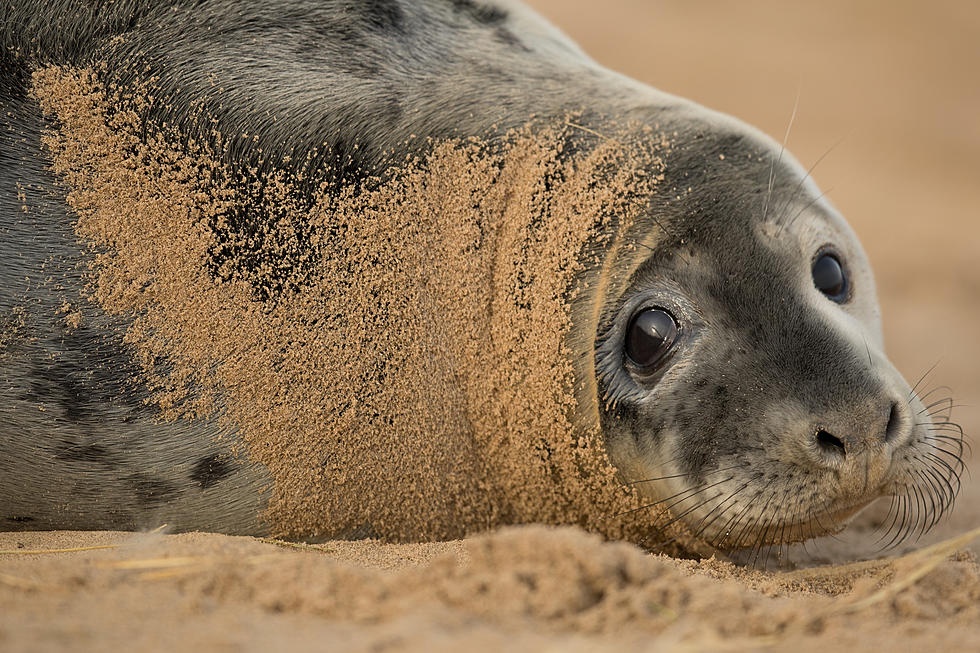 Please Leave Young Seals on the Beach Alone Warn Animal Rescuers in Maine
