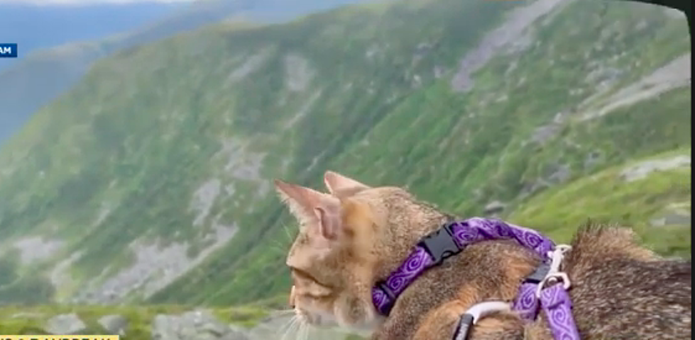 Rescue Cat Completes Epic Journey of New Hampshire’s 48 Peaks!