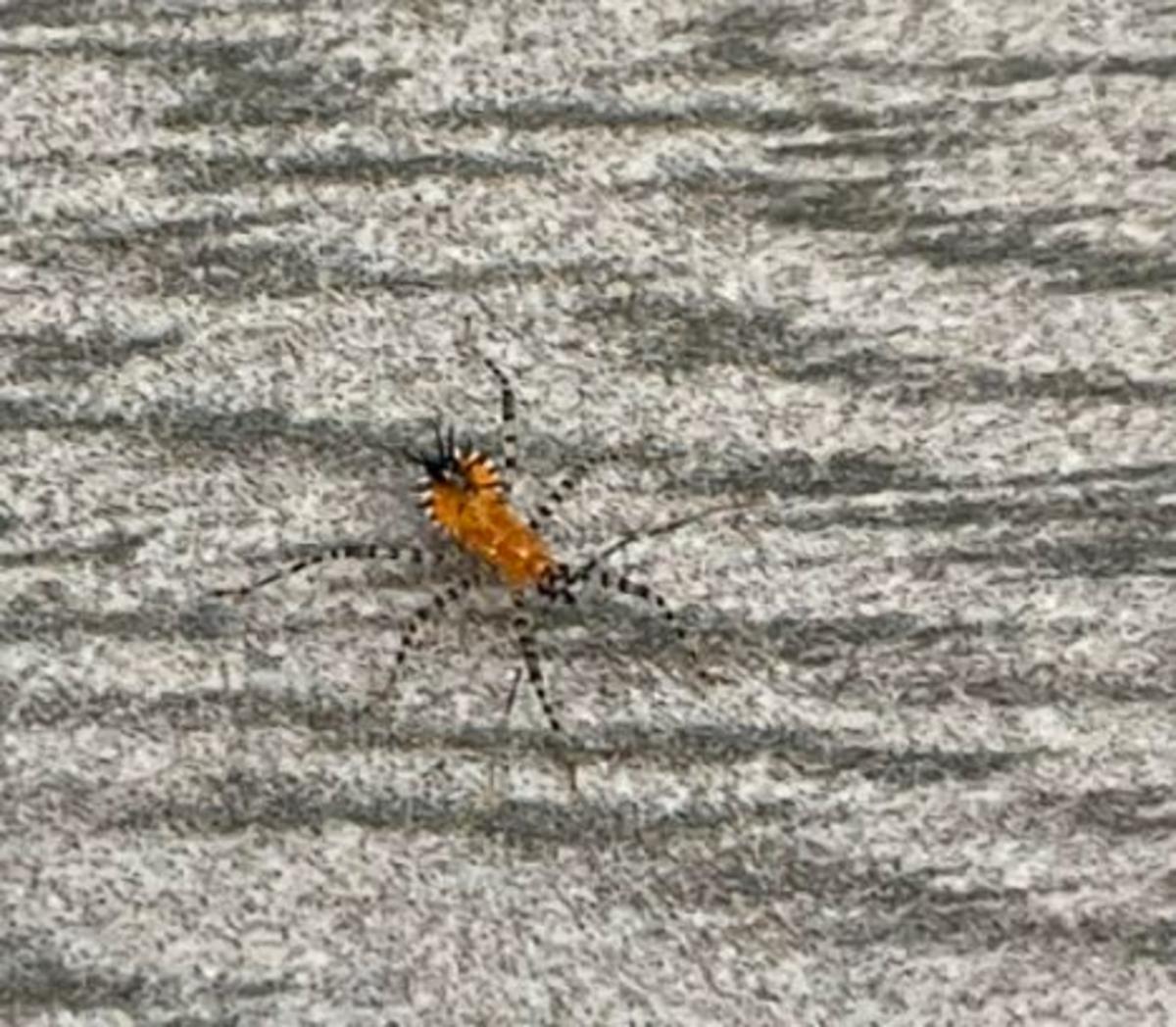 This creepy bug found in NH could be far from home