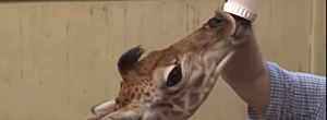 Have You Seen the Baby Giraffe that Was Born at Southwick’s Zoo in Massachusetts? It&#8217;s Huge