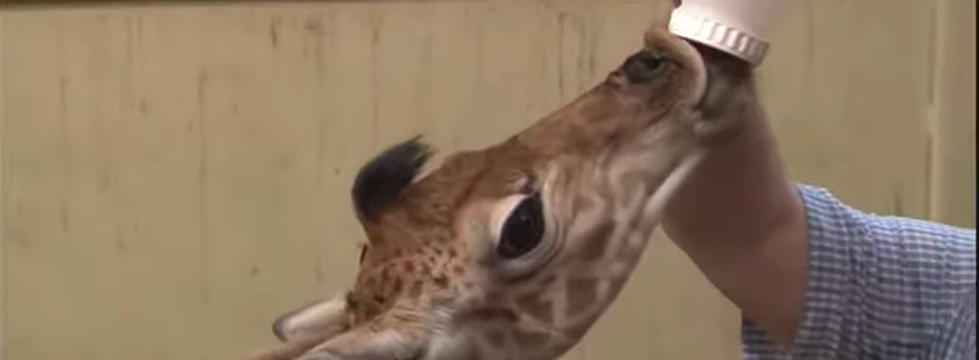 Have You Seen the Baby Giraffe that Was Born at Southwick’s Zoo in Massachusetts? It’s Huge