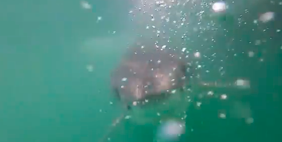 Watch Crazy Video of Great White Shark Off Cape Cod Massachusetts