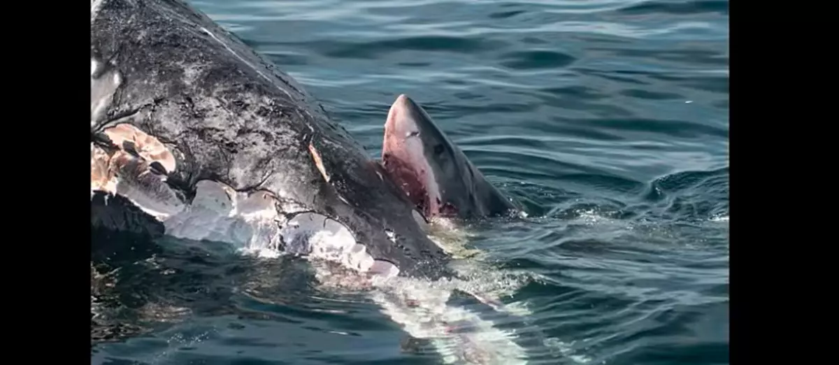great white sharks eating people alive