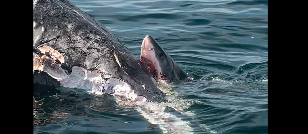 Photo of Un loco video de tiburones comiendo una ballena muerta en Massachusetts