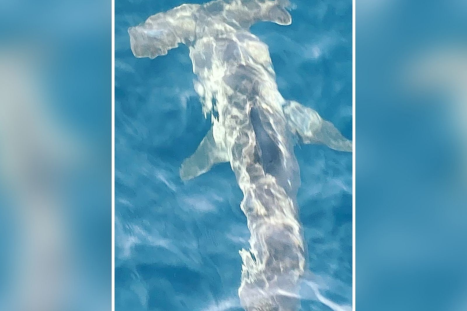 Gigantic Hammerhead Shark Spotted in Maine
