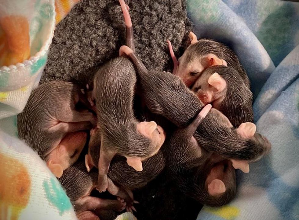Rye, New Hampshire, Police Department Saved 9 Precious Baby Opossums