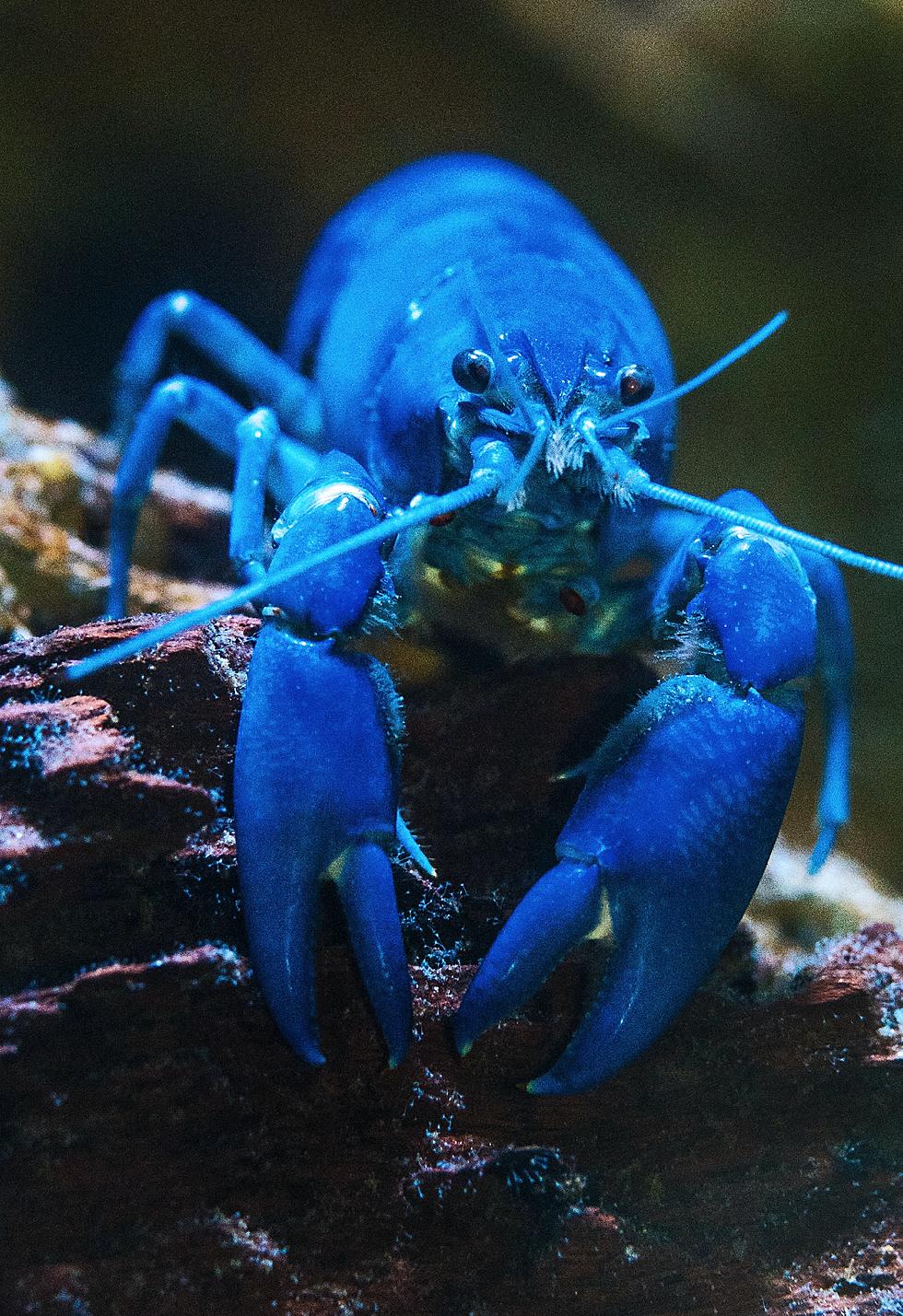 Super Rare Blue Lobster Seems to Glow!  Caught off Maine Coast