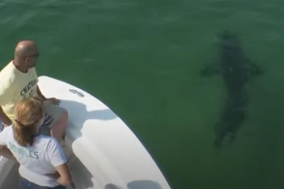 Want to See Sharks? Charter Boats in Cape Cod Will Take You Out on the Water