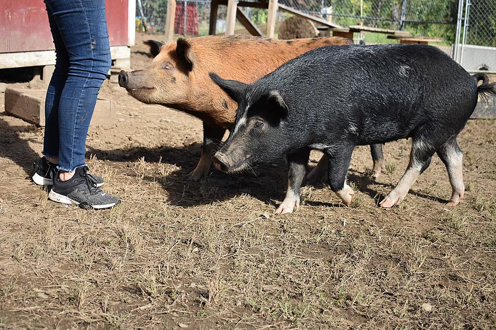 New Hampshire SPCA Looking for a Home for Two Cheeky Pigs Who are Besties
