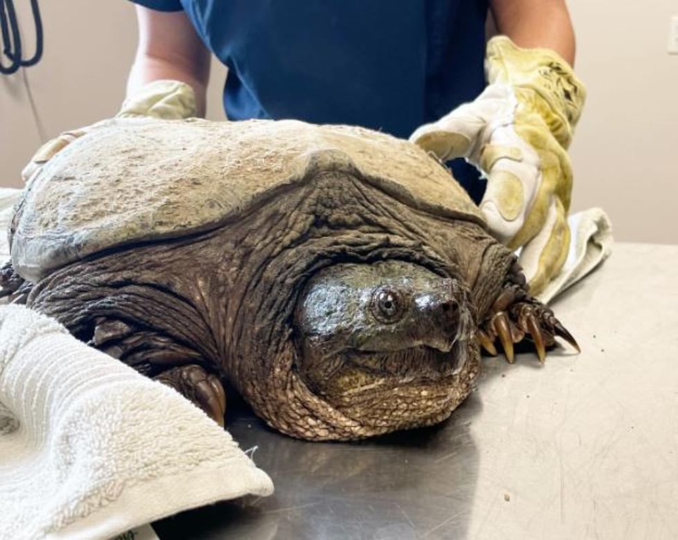 Center for Wildlife in Maine is Caring for a 50-Year-Old Snapping Turtle Who was Hit By a Car