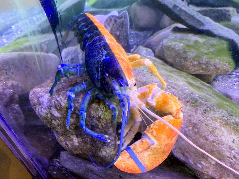 A Super 1-in-50 Million Rare Lobster Now at the Seacoast Science Center in New Hampshire