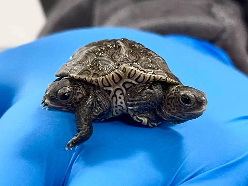 Two Heads are Cuter Than One, Rare Two Headed Terrapin at Cape Wildlife Center