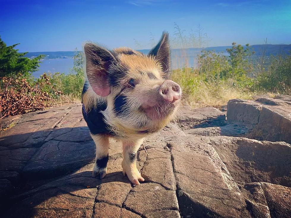 Eleanor the Hairy Hiking Pig is Training for the New Hampshire 48