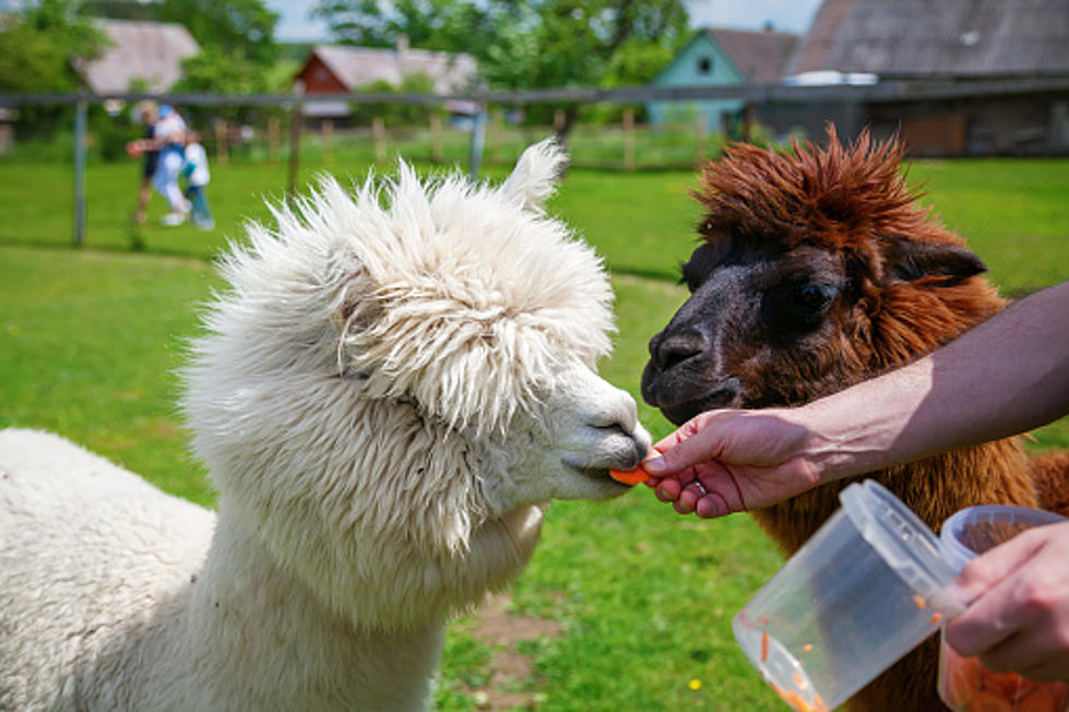 Hang out with Snuggly Alpacas for a Great Cause in Rochester, New Hampshire